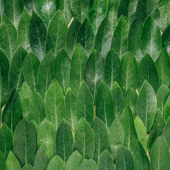Sustainability